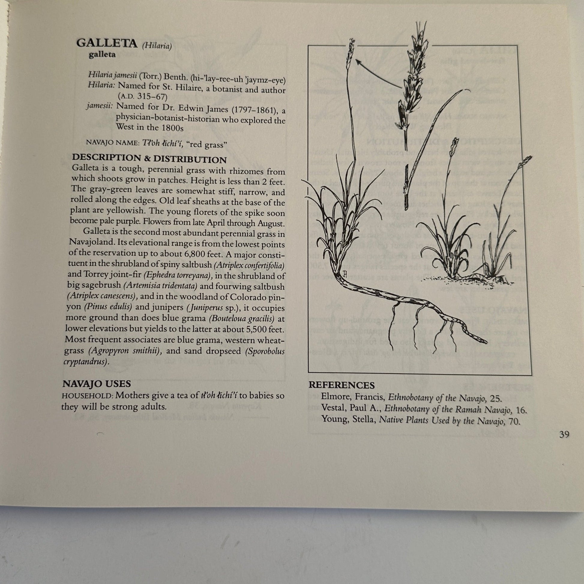 Book: Nanise' A Navajo Herbal One Hundred Plants From the Navajo Reservation - Turquoise & Tufa