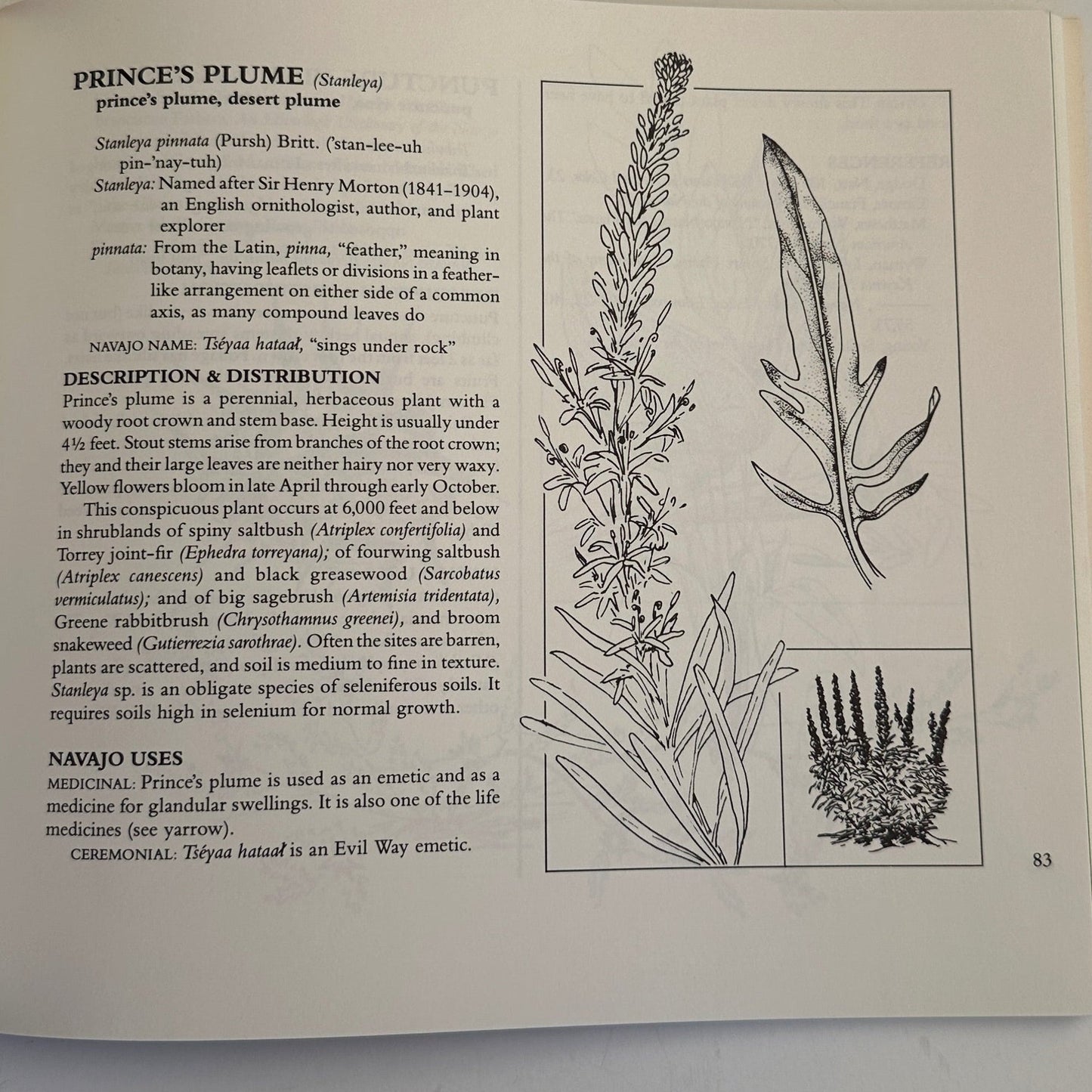 Book: Nanise' A Navajo Herbal One Hundred Plants From the Navajo Reservation - Turquoise & Tufa